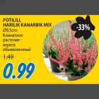 Allahindlus - POTILILL HARILIK KANARBIK MIX Ø9,5cm