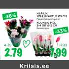 Allahindlus - HARILIK
JÕULUKAKTUS Ø9 CM; KUUKING MIX,
3-4 ÕIT Ø12 CM