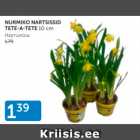 NURMIKO NARTSISSID TETE-A-TETE 10 CM