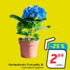 Allahindlus - Hortensia mix, 9 cm potis, tk