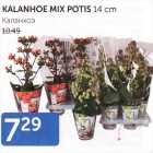 KALANHOE MIX POTIS 14 CM