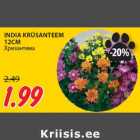 INDIA KRÜSANTEEM
12CM