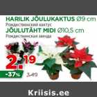 Allahindlus - HARILIK JÕULUKAKTUS Ø9 cm; JÕULUTÄHT MIDI Ø10,5 cm