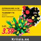 POTIROOSI MIX 10 CM; TULBIKIMP 7 TK