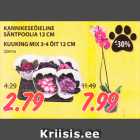 Allahindlus - KANNIKESEÕIELINE
SÄNTPOOLIA 12 CM
KUUKING MIX 3-4 ÕIT 12 CM 