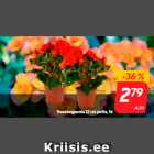 Roosbegoonia 12 cm potis, tk