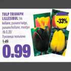 Allahindlus - TULP TRIUMPH LILLE5IBUL 5tk  kollane, punane/valge,
рunаnе/kоllаnе, mustjas 