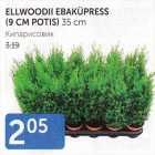 ELLWOODII EBAKÜPRESS 