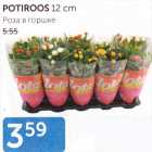 POTIROOS 12 cm