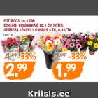 Allahindlus - POTIROOS 10,5 CM;
ECKLONI KULDKAKAR 10,5 CM POTIS;
GERBERA LÕKELILL KIMBUS 5 TK, 0.40/TK