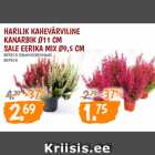 Allahindlus - HARILIK KAHEVÄRVILINE
KANARBIK Ø11 CM
SALE EERIKA MIX Ø9,5 CM 