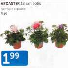 AEDASTER 12 CM POTIS