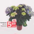 Hortensia d21 cm