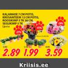 Allahindlus - KALANHOE 7 CM POTIS,
KRÜSANTEEM 12 CM POTIS,
ROOSIKIMP 5 TK 38 CM,
SEGUKIMP 5 TK