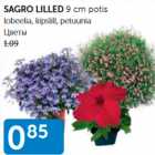 Allahindlus - SAGRO LILLED 9 CM POTIS