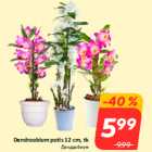 Dendroobium potis 12 cm, tk
