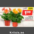 Allahindlus - Gerbera
9 cm potis, tk