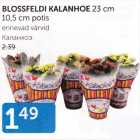 BLOSSFELDI KALANHOE 23 CM