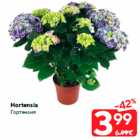 Hortensia
