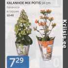 KALANHOE MIX POTIS 14 CM