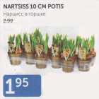 Allahindlus - NARTSISS 10 CM POTIS