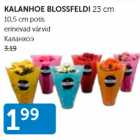 KALANHOE BLOSSFELDI 23 cm