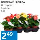 GERBERA 2-3 ÕIEGA