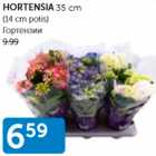 HORTENSIA 35 CM