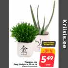 Allahindlus - Toataime mix
Feng Shui potis, 12 cm, tk