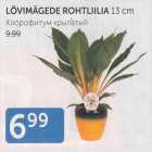 LÕVIMÄGEDE ROHTLILIA 12 CM