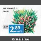 TULBIKIMP 7 TK