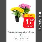 Krüsanteem potis, 12 cm, tk 