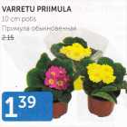 VARRETU PRIMULA