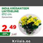 Allahindlus - INDIA KRÜSANTEEM
LIHTÕIELINE
Ø12 cm