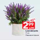 Lavendel potis
17 cm
