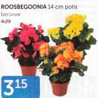 ROOSBEGOONIA 