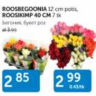 ROOSBEGOONIA 12 cm, potis, ROOSIKIMP 40 cm, 7 tk