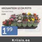 KRÜSANTEEM 12 CM POTIS