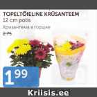 TOPELTÕIELINE KRÜSANTEEM