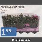 ASTER 10,5 CM POTIS