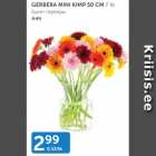 Gerbera mini kimp